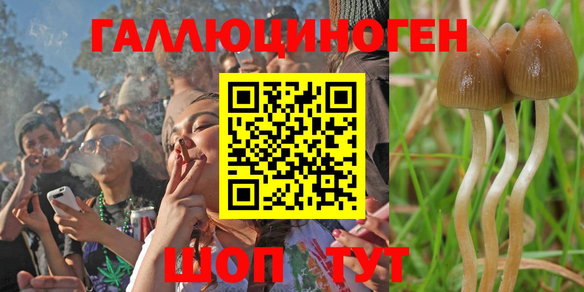 Псилоцибиновые грибы Psilocybe  Галлюциногенные грибы прущие грибы  Вход с VPN  Павлово 